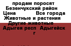 продам поросят .Безенчукский район  › Цена ­ 2 500 - Все города Животные и растения » Другие животные   . Адыгея респ.,Адыгейск г.